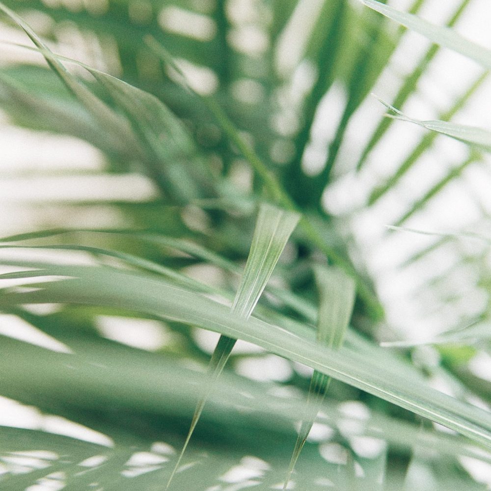 A close up of a palm leaf on a white background.